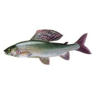 Gaby Plyšová Ryba Lipan Podhorní 49 cm